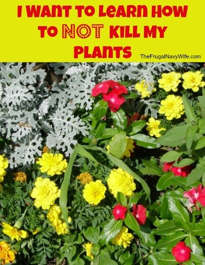 I Want to Learn How to NOT Kill My Plants