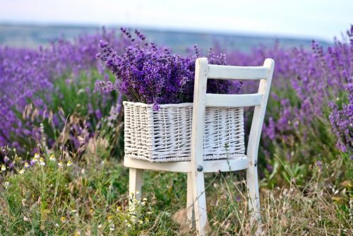 Uses for Lavender Oil lavender in the basket near the field