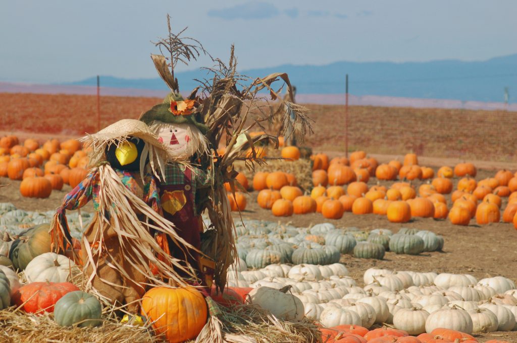 Kids love exploring pumpkin patches and enjoying the seasonal items. Consider these 20 items to spy on a fall pumpkin patch trip this year. #frugalnavywife #falladventures #pumpkinpatch #ispygame #kidsactivities #familyadventures | Pumpkin Patch | Family Fun | Fall | Pumpkin Patch Ideas | I Spy Games for kids | Kids Activities | Fall Kids Activities