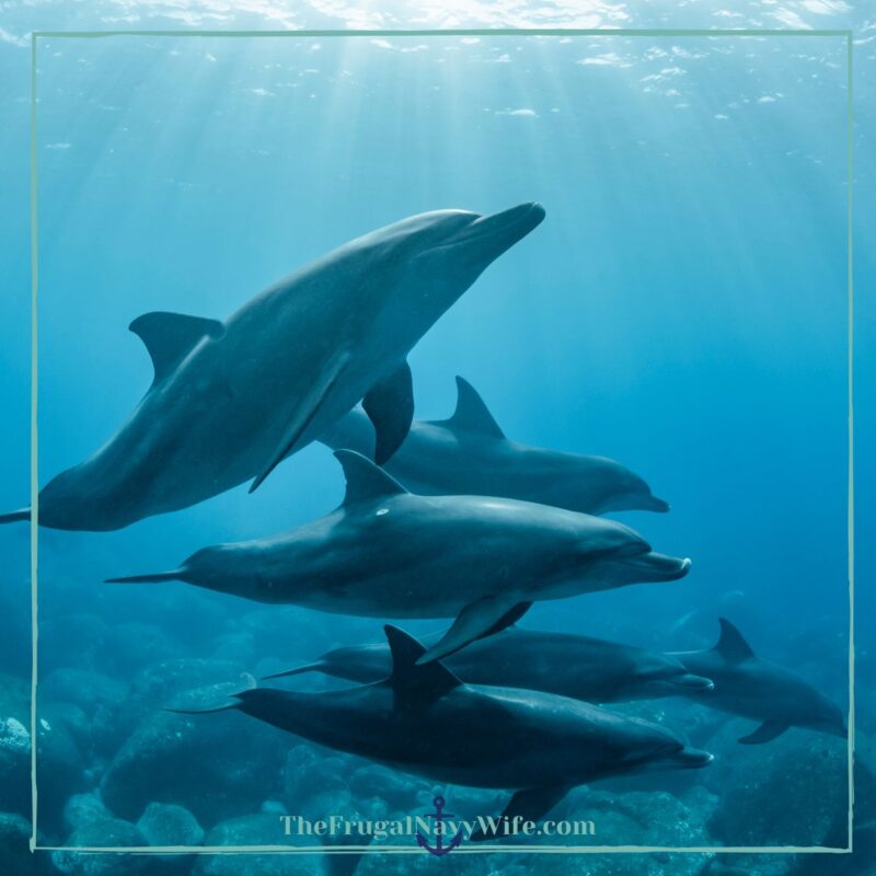 Learning about Dolphins – Dolphin Talk Mini Unit