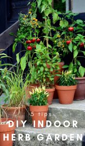 An indoor garden is a great way to grow your food and also cut down on the grocery budget. A DIY Indoor herb garden is easy as these 5 steps. #gardening #indoorgarden #diygarden #containergarden #frugalnavywife | Gardening | Container Garden | Indoor Garden Ideas | How to make a Container Garden