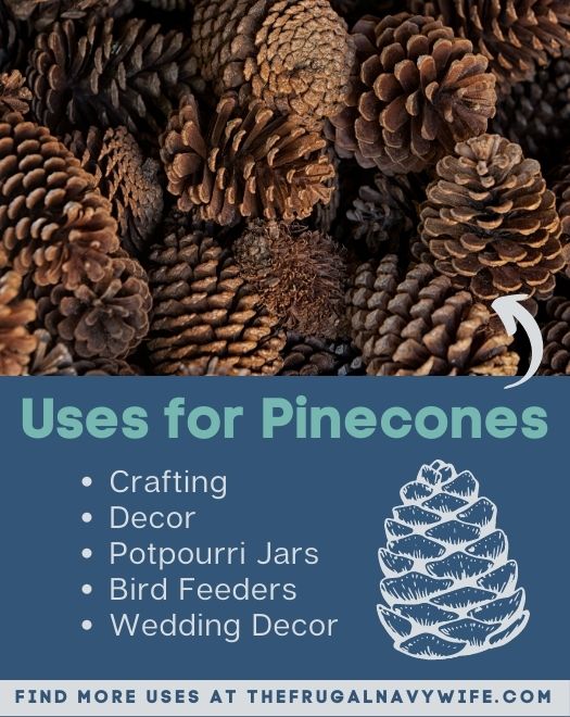 11 Uses for Pinecones