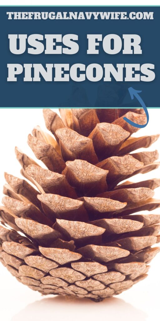 There are so many unique and creative uses for pinecones. From floral arrangements to craft projects, they can be utilized in a lot of ways. #usesfor #pinecones #frugalnavywife #crafts #decorations #frugalliving #frugaldiy | Frugal Living | Uses for Pinecones | Frugal DIY | Decorations | Crafting |
